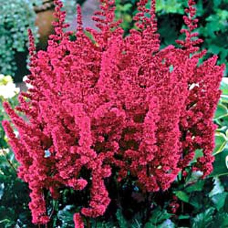 Astilbe c. 'Vision in Red' geen maat specificatie 0,55L/P9cm - afbeelding 1