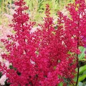 Astilbe c. 'Vision in Red' geen maat specificatie 0,55L/P9cm - afbeelding 2
