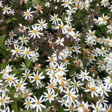 Aster divaricatus 'Beth Chatto' geen maat specificatie 0,55L/P9cm - afbeelding 1
