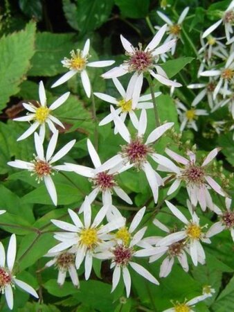 Aster divaricatus 'Beth Chatto' geen maat specificatie 0,55L/P9cm - afbeelding 2