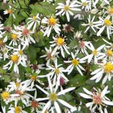 Aster divaricatus 'Eastern Star' geen maat specificatie 0,55L/P9cm