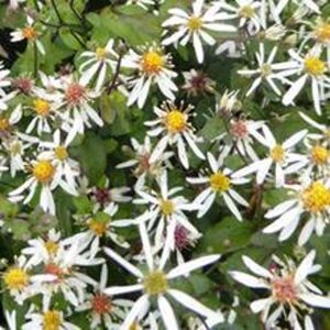 Aster divaricatus 'Eastern Star' geen maat specificatie 0,55L/P9cm