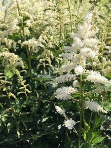 Astilbe (J) 'Deutschland' geen maat specificatie 0,55L/P9cm