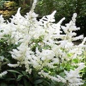 Astilbe (J) 'Deutschland' geen maat specificatie 0,55L/P9cm - afbeelding 1