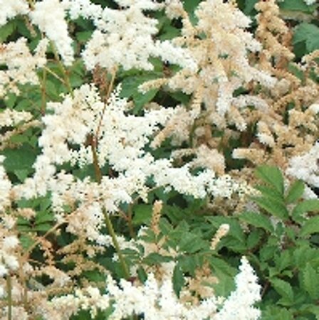 Astilbe (J) 'Deutschland' geen maat specificatie 0,55L/P9cm - afbeelding 2