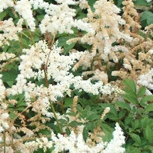 Astilbe (J) 'Deutschland' geen maat specificatie 0,55L/P9cm - afbeelding 2