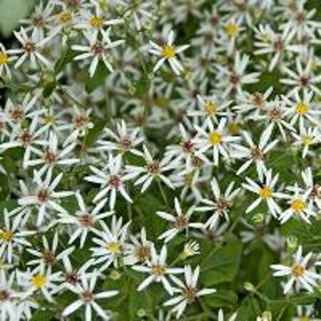 Aster divaricatus geen maat specificatie 0,55L/P9cm - afbeelding 5