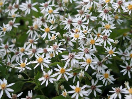 Aster divaricatus geen maat specificatie 0,55L/P9cm - afbeelding 6