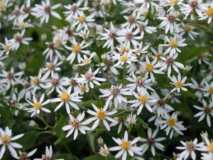 Aster divaricatus geen maat specificatie 0,55L/P9cm - afbeelding 6