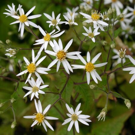 Aster divaricatus geen maat specificatie 0,55L/P9cm - afbeelding 7