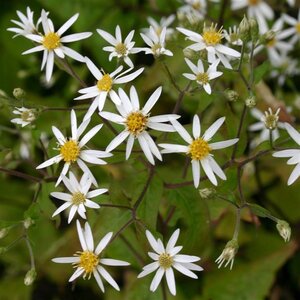 Aster divaricatus geen maat specificatie 0,55L/P9cm - afbeelding 7