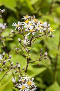 Aster divaricatus geen maat specificatie 0,55L/P9cm