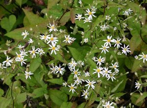 Aster divaricatus geen maat specificatie 0,55L/P9cm - afbeelding 8