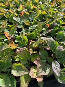 Aster divaricatus geen maat specificatie 0,55L/P9cm - afbeelding 4