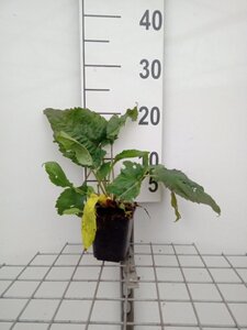 Aster divaricatus geen maat specificatie 0,55L/P9cm - afbeelding 4