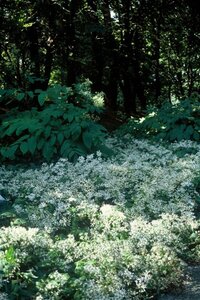 Aster divaricatus geen maat specificatie 0,55L/P9cm - afbeelding 8