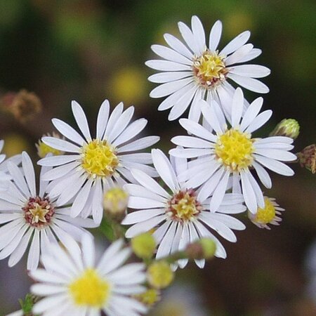 Aster ericoides 'Erlkönig' geen maat specificatie 0,55L/P9cm - afbeelding 1