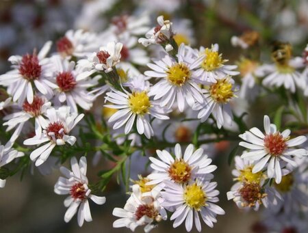 Aster ericoides 'Erlkönig' geen maat specificatie 0,55L/P9cm - afbeelding 2