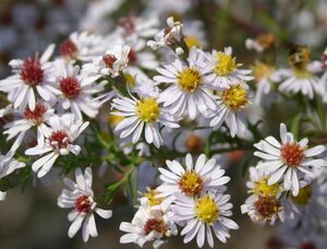 Aster ericoides 'Erlkönig' geen maat specificatie 0,55L/P9cm - afbeelding 2