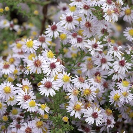 Aster ericoides 'Erlkönig' geen maat specificatie 0,55L/P9cm - afbeelding 3