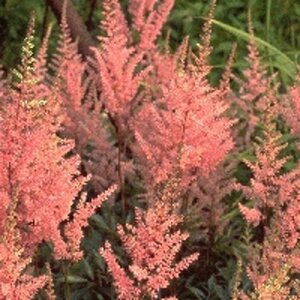 Astilbe (A) 'Erika' geen maat specificatie 0,55L/P9cm