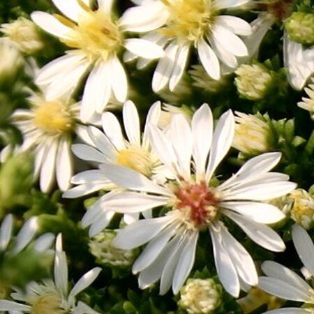 Aster ericoides 'Snowflurry' geen maat specificatie 0,55L/P9cm - afbeelding 1