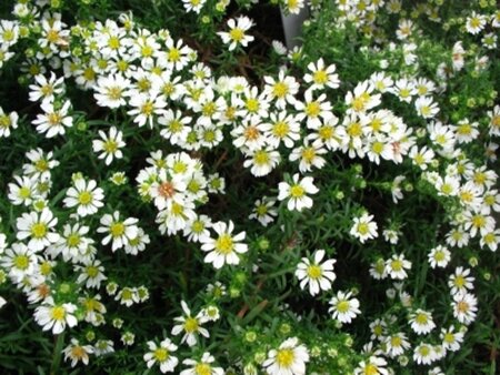 Aster ericoides 'Snowflurry' geen maat specificatie 0,55L/P9cm - afbeelding 3
