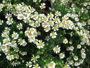 Aster ericoides 'Snowflurry' geen maat specificatie 0,55L/P9cm - afbeelding 3