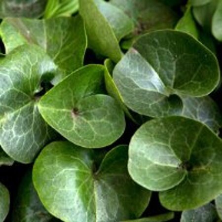 Asarum europaeum geen maat specificatie 0,55L/P9cm - afbeelding 2