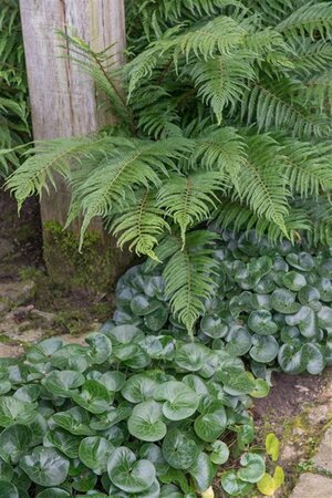 Asarum europaeum geen maat specificatie 0,55L/P9cm - afbeelding 2