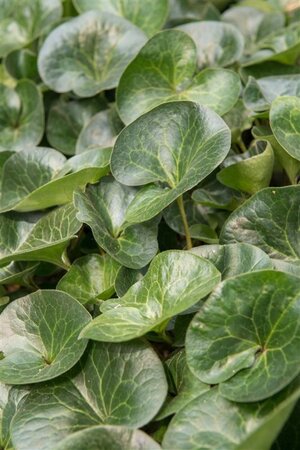 Asarum europaeum geen maat specificatie 0,55L/P9cm - afbeelding 3