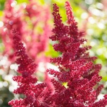 Astilbe (A) 'Fanal' geen maat specificatie 0,55L/P9cm - afbeelding 4