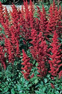 Astilbe (A) 'Fanal' geen maat specificatie 0,55L/P9cm - afbeelding 6