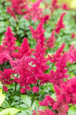 Astilbe (A) 'Fanal' geen maat specificatie 0,55L/P9cm - image 1