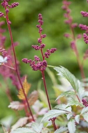 Astilbe (A) 'Fanal' geen maat specificatie 0,55L/P9cm - image 2