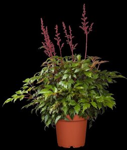 Astilbe (A) 'Fanal' geen maat specificatie 0,55L/P9cm - image 3