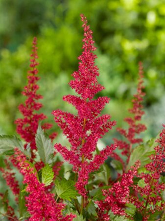 Astilbe (A) 'Fanal' geen maat specificatie 0,55L/P9cm - image 5