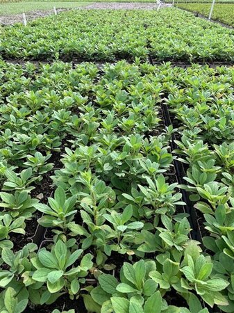 Aster frikartii 'Mönch' geen maat specificatie 0,55L/P9cm - afbeelding 1