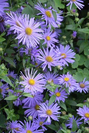 Aster frikartii 'Mönch' geen maat specificatie 0,55L/P9cm - afbeelding 3