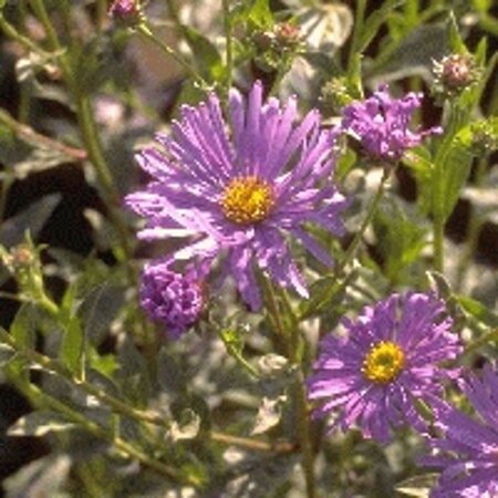 Aster frikartii 'Mönch' geen maat specificatie 0,55L/P9cm - afbeelding 3