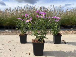 Aster (D) 'Herbstgruss v. Bresserh' geen maat specificatie 0,55L/P9cm - afbeelding 3