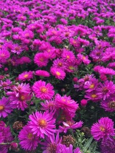 Aster (D) 'Jenny' geen maat specificatie 0,55L/P9cm
