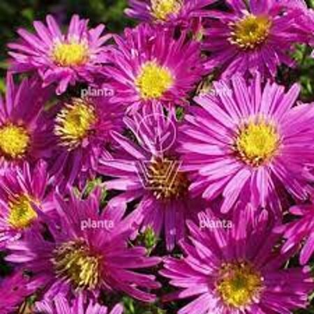 Aster (D) 'Jenny' geen maat specificatie 0,55L/P9cm - afbeelding 4