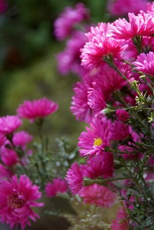 Aster (D) 'Jenny' geen maat specificatie 0,55L/P9cm - afbeelding 6
