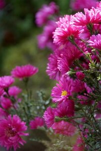 Aster (D) 'Jenny' geen maat specificatie 0,55L/P9cm - afbeelding 6