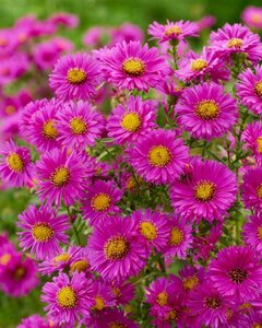 Aster (D) 'Jenny' geen maat specificatie 0,55L/P9cm - afbeelding 7