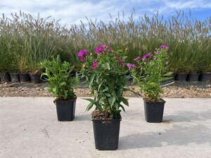 Aster (D) 'Jenny' geen maat specificatie 0,55L/P9cm - afbeelding 3