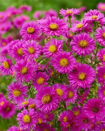 Aster (D) 'Jenny' geen maat specificatie 0,55L/P9cm - afbeelding 5
