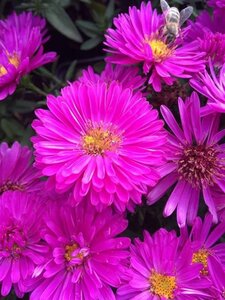 Aster (D) 'Jenny' geen maat specificatie 0,55L/P9cm - afbeelding 2