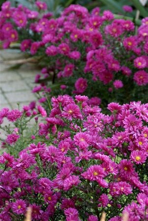 Aster (D) 'Jenny' geen maat specificatie 0,55L/P9cm - afbeelding 8
